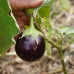 eggplants
