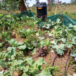 Innovation in Farming: The Power of Drip Irrigation